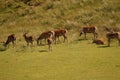 Red Deer (Cervus elaphus) on the Isle of Jura an inner Hebridean Island in Scotland, UK