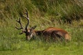 Red Deer (Cervus elaphus) on the Isle of Jura an inner Hebridean Island in Scotland, UK