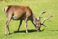 Red Deer (Cervus elaphus) on the Isle of Jura an inner Hebridean Island in Scotland, UK