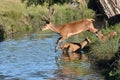 Red deer, Cervus elaphus