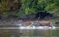 Red deer smelling female hind in forest Royalty Free Stock Photo