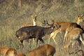 RED DEER cervus elaphus, MALE BELLING DURING THE RUT