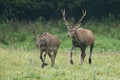 Red deer male chasing female on meadow in autumn. Royalty Free Stock Photo