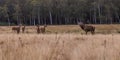 the red deer (Cervus elaphus) male with his herd Royalty Free Stock Photo