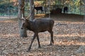 The red deer (Cervus elaphus) male portrait close up stag walking through the leaves at the zoo Royalty Free Stock Photo