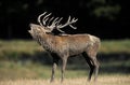 Red Deer, cervus elaphus, Male Roaring during Rutting Season Royalty Free Stock Photo