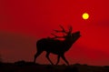 Red Deer, cervus elaphus, Male Roaring at Sunset Royalty Free Stock Photo