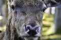 The red deer Cervus elaphus male withot antlers