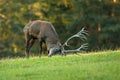 Red deer marking territory with antlers on meadow in rutting season