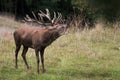 Red deer Cervus elaphus, massive male during the rutting season, with huge antlers, dirty fluffy fur, in his natural habitat. Royalty Free Stock Photo