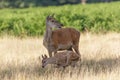 Red Deer (Cervus elaphus) mother and calf Royalty Free Stock Photo