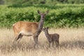 Red Deer (Cervus elaphus) mother and calf Royalty Free Stock Photo