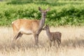 Red Deer (Cervus elaphus) Royalty Free Stock Photo