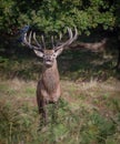 Red Deer Stag with Jackdaws Royalty Free Stock Photo