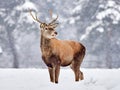 The red deer Cervus elaphus Royalty Free Stock Photo