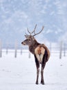 The red deer Cervus elaphus Royalty Free Stock Photo