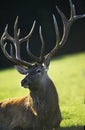 Red Deer, cervus elaphus, Portrait of Stag Royalty Free Stock Photo