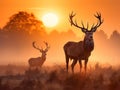 Red Deer Cervus elaphus