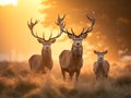 Red Deer Cervus elaphus