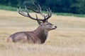 Red deer, Cervus elaphus