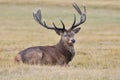 Red deer, Cervus elaphus