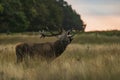 the red deer (Cervus elaphus) deer roars in rutting season with the sunrise Royalty Free Stock Photo