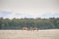 Red deer, Cervus elaphus in rutting season in Denmark Royalty Free Stock Photo