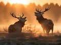 Red Deer Cervus elaphus Rutting Season at sunrise