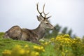 Red Deer Cervus elaphus Scottish Highlands Royalty Free Stock Photo