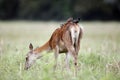 Red deer, Cervus elaphus Royalty Free Stock Photo