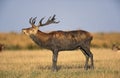 RED DEER cervus elaphus, STAG BELLING DURING THE RUT, FRANCE