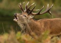 Red deer (Cervus elaphus)