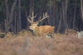 Red deer Cervus elaphus buck in moorland close up Royalty Free Stock Photo