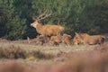 Red deer Cervus elaphus buck in moorland close up Royalty Free Stock Photo