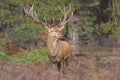 Red deer Cervus elaphus buck in moorland close up Royalty Free Stock Photo