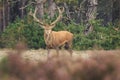 Red deer Cervus elaphus buck in moorland close up Royalty Free Stock Photo