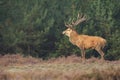 Red deer Cervus elaphus buck in moorland close up Royalty Free Stock Photo