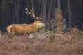 Red deer Cervus elaphus buck in moorland close up Royalty Free Stock Photo