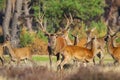 Red deer cervus elaphus stag chasing does during rutting season Royalty Free Stock Photo