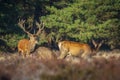 Red deer cervus elaphus stag chasing does during rutting season Royalty Free Stock Photo