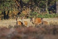 Red deer cervus elaphus stag chasing does during rutting season Royalty Free Stock Photo