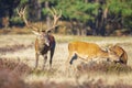 Red deer cervus elaphus stag chasing does during rutting season Royalty Free Stock Photo