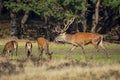 Red deer cervus elaphus stag chasing does during rutting season Royalty Free Stock Photo