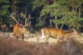 Red deer cervus elaphus stag chasing does during rutting season Royalty Free Stock Photo