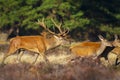 Red deer cervus elaphus stag chasing does during rutting season Royalty Free Stock Photo