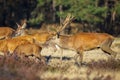 Red deer cervus elaphus stag chasing does during rutting season Royalty Free Stock Photo