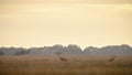 Red deer cervus elaphus stag chasing does during rutting season Royalty Free Stock Photo