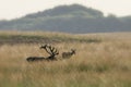 Red deer Cervus elaphus stag with a female red deer in rutting season on the field of National Park Hoge Veluwe in the Netherlan