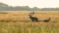 Red deer Cervus elaphus stag with a female red deer in rutting season on the field of National Park Hoge Veluwe in the Netherlan