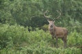 Red Deer (Cervus elaphus) stag Royalty Free Stock Photo